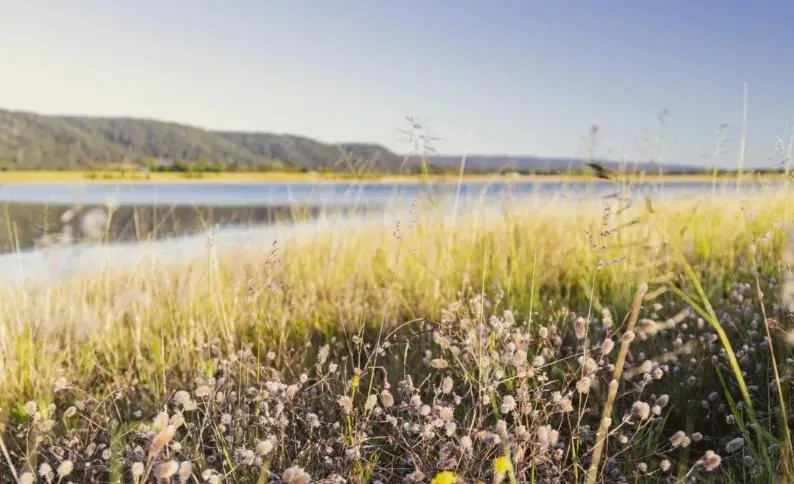Grassy lakeshore at Western Sydney Lakes with the water and mountains soft in the distance